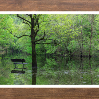 Big Oak Tree State Park