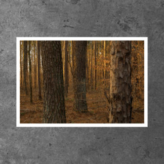 Panther Den Wilderness