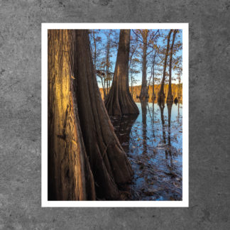 Cypress Glow